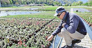Kontrolle. Franz Isler, Chefg&auml;rtner am Landwirtschaftszentrum Visp, begutachtet die zuvor beregneten Pflanzen.