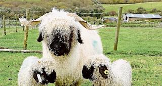 Schwarznasenschafe werden h&auml;ufiger im Ausland heimisch, so wie in England (Bild).