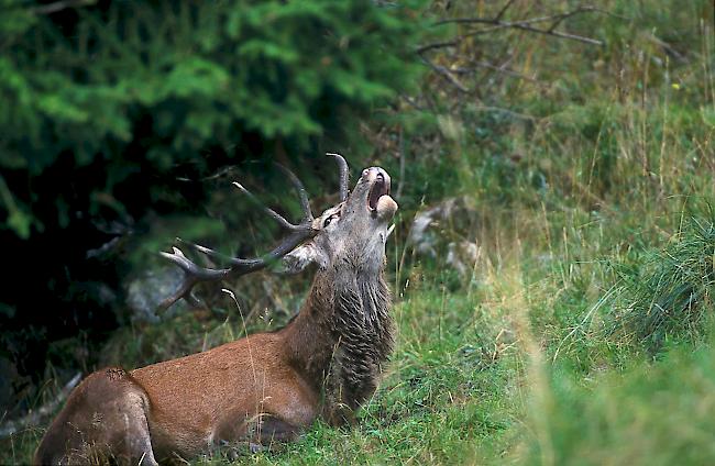 Die Verantwortlichen von Pro Natura befürchten, dass die Ausnahme zum Abschuss zur Regel wird.