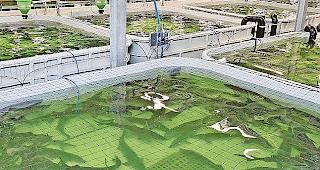 Ob der Kanton am Konkurs der Kasperskian AG Geld verliert, ist noch nicht klar.