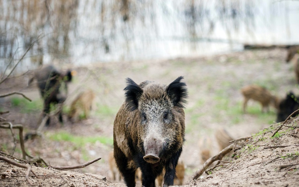 Freiburger Jäger können Wildschweine schiessen 1815.ch