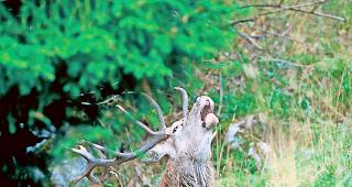 Rothirsch. Die Hirschpopulation im Wallis ist hoch. Im Aletschwald steigt sie trotz Nachjagden tendenziell an, was zu massiven Verbisssch&auml;den f&uuml;hrt.