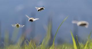 Wer im Garten unter anderem auf grosse Kies- und Betonfl&auml;chen verzichtet, f&ouml;rdert die Artenvielfalt der Bienen. 

