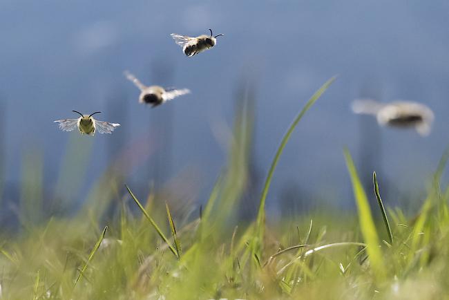 Wer im Garten unter anderem auf grosse Kies- und Betonflächen verzichtet, fördert die Artenvielfalt der Bienen.