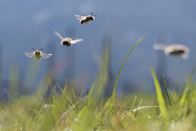 Wer im Garten unter anderem auf grosse Kies- und Betonflächen verzichtet, fördert die Artenvielfalt der Bienen. 

