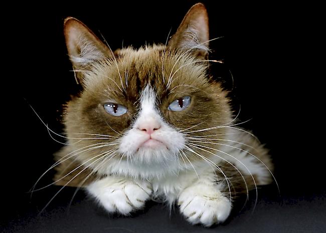 Zuletzt hatte die "mürrische Katze" rund 8,5 Millionen Likes bei Facebook.
