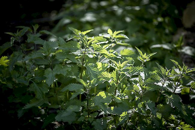 Die Wildpflanze Brennnessel kann vielseitig verwendet werden – als Dünger für den Garten, als Leckerei auf dem Teller, als Hausmittel für die Gesundheit.  