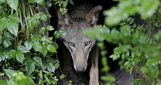 Im Gesetz soll verankert werden, dass der Bundesrat die Regulierung des Bestandes weiterer gesch&uuml;tzter Tierarten erlauben kann.