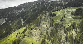 Das betroffene Gebiet im Guferwald unterhalb der Bettmeralp.