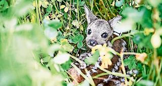 Appenzell Innerrhoden. Seit dem Start der Heuernte am 30. Mai haben vier Drohnen bereits 59 Rehkitze vor dem Tod durch den M&auml;hdrescher bewahrt. (Symbolbild)