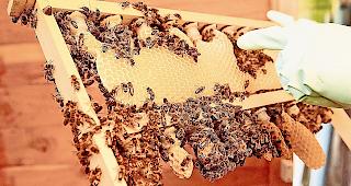 Die Verluste bei den Bienenv&ouml;lkern sind nicht so gross. 