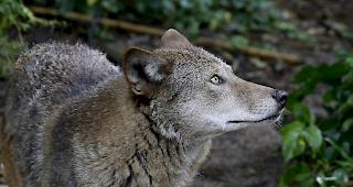 Wolfsschutz soll gelockert werden. Bedingungen sind noch umstritten.