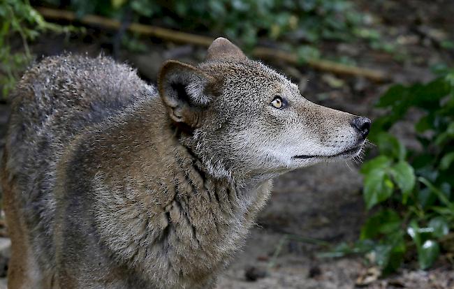 Wolfsschutz soll gelockert werden. Bedingungen sind noch umstritten.