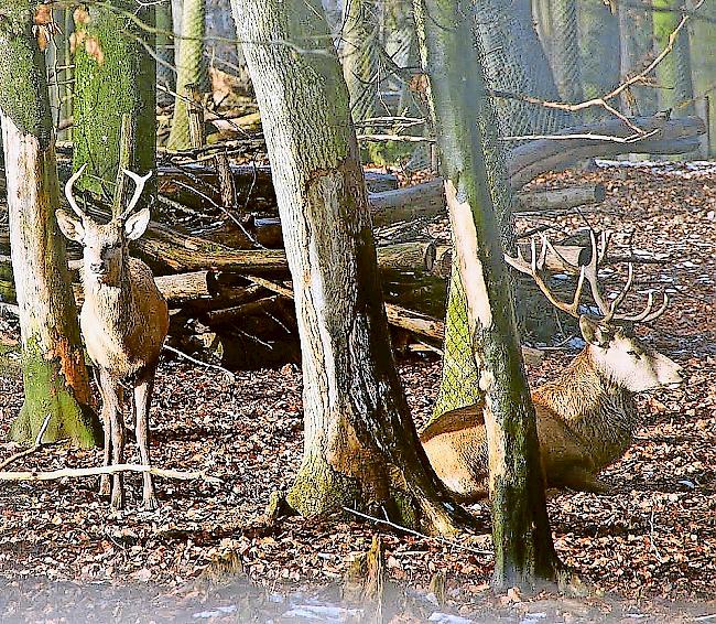 «Verbisse» schädigen den Schutzwald.