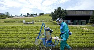 Das Bundesamt f&uuml;r Landwirtschaft hat alle zw&ouml;lf Bewilligungen f&uuml;r Pestizide mit den Wirkstoffen Chlorpyrifos und Chlorpyrifos-methyl widerrufen. 