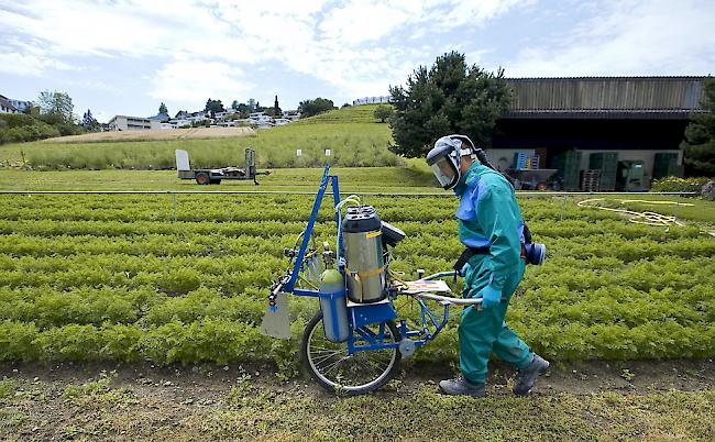 Das Bundesamt für Landwirtschaft hat alle zwölf Bewilligungen für Pestizide mit den Wirkstoffen Chlorpyrifos und Chlorpyrifos-methyl widerrufen. 
