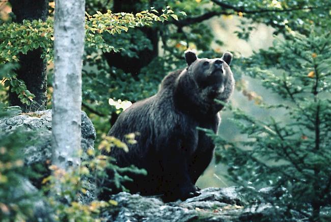 Braunbär. Vom Braunbär im Aletschgebiet fehlt fünf Tage nach seiner Beobachtung durch Wanderer jegliche Spur. (Symbolfoto eines in der Schweiz fotografierten Braunbären.)
