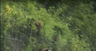 B&auml;renfamilie &uuml;berquert eine Strasse im Trention und nicht in Gondo wie auf Facebook verbreitet wird.