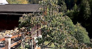 Ein alter Kirschbaum im Weiler Dorben. 