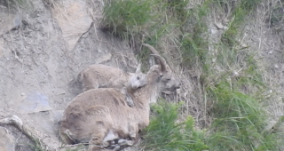 Wenige Stunden altes Steinbockkitz, beobachtet im Oberwallis. 