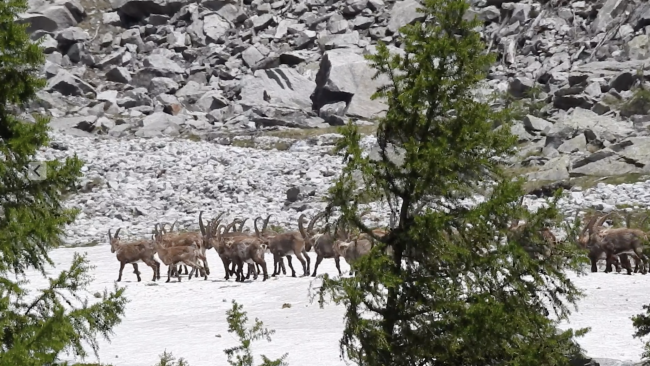 Ein Steinbockrudel im Oberwallis auf dem Weg in die Sommereinstände. Foto und Video: www.naturwallis.ch