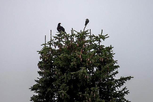 Exkursion Birkhahnbalz im Aletschgebiet.