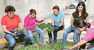 &laquo;Girlandu&raquo;. Am Montag hat der Jahrgang 1998 mit &uuml;ber 30 Helfern in der Zivilschutzanlage von Visperterminen Girlanden f&uuml;r die Fronleichnamsaltare gedreht.Foto ZVG