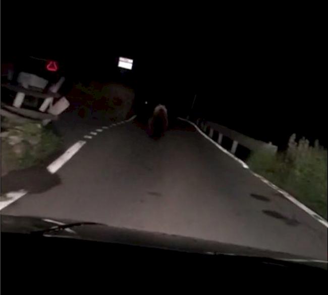 Raubtier. Im Binntal sichtete ein Autofahrer in der Nacht auf Samstag einen Bären. (Screenshot)