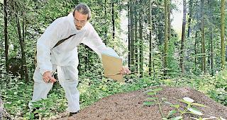 Eine Zeckenbek&auml;mpfung mit Nestern der Roten Waldameise kommt im Wallis nicht infrage.