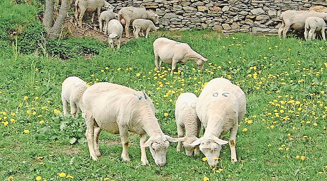 Im Wallis soll mehr einheimisches Fleisch vermarktet werden.