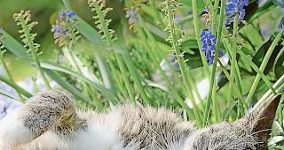 Unsch&ouml;n. Tierhasser schiessen auf Katzen.