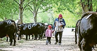 Lebendige Tradition. Was macht die Faszination der Eringerrasse aus? 