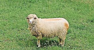 Speziell. Eine Arbeit von Tarek Haddad, der ab Samstag in  Bellwald ausstellt.