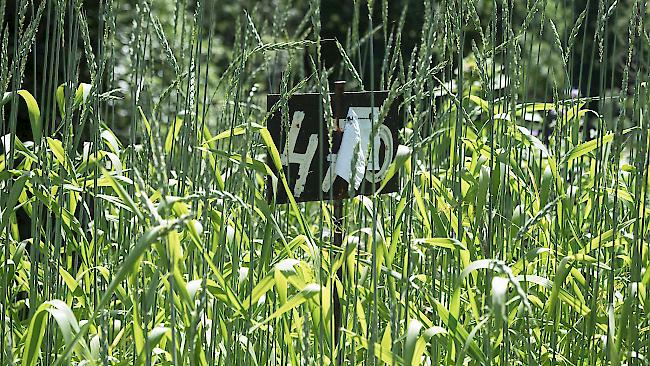 Im blühenden Reich von Kappenberg und Pillen bleibt auch Platz zum Experimentieren. «Heuer habe ich erstmals Dinkel angebaut, mal schauen was wird», ist man gespannt. 