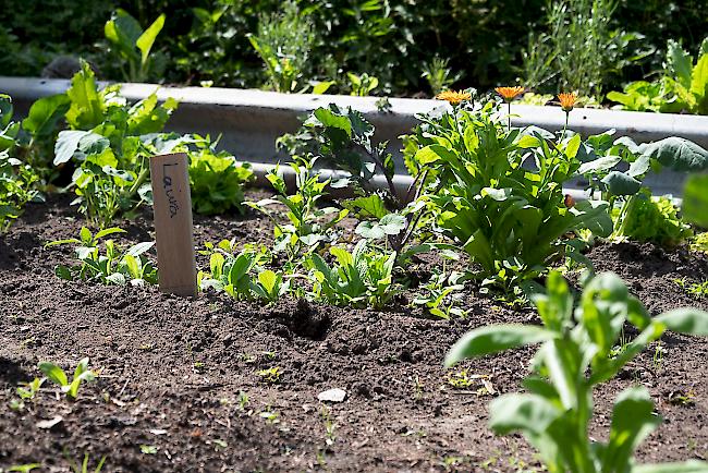 Neben der möglichst ökologischen und naturnahen Bewirtschaftung ihres Kleinods liegen Manuela Kappenberg und Marcellus Pillen verschiedene Projekte rund um ihren Garten am Herzen. Vorab das von Bioterra lancierte Konzept «Gartenkinder», welches das Paar seit nunmehr fünf Jahren unterstützt und mithilfe dessen, Kindern wertvolle Garten- und Naturerlebnisse ermöglicht werden. 