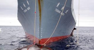 Japan hat den kommerziellen Walfang wieder aufgenommen. 