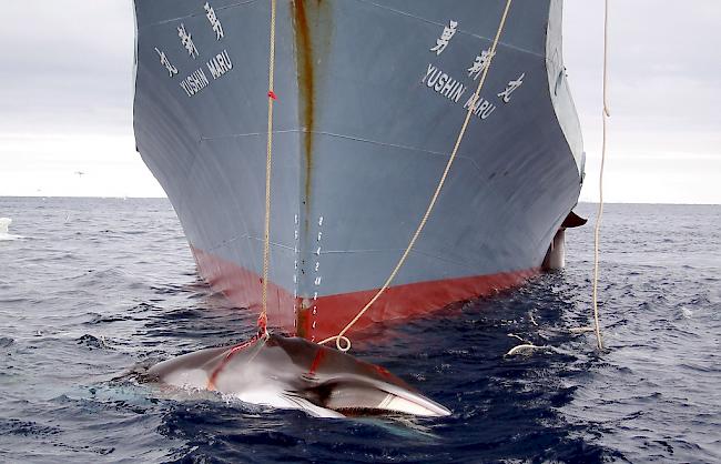 Japan hat den kommerziellen Walfang wieder aufgenommen. 