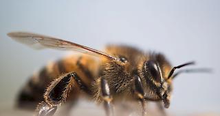 Auch sechs der insgesamt 20 an der Rettungsaktion beteiligten Feuerwehrleute wurden Dutzende Male von Bienen gestochen. (Symbolbild)