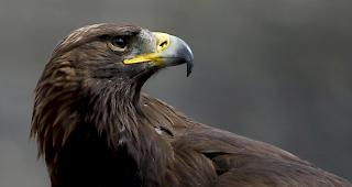 Nicht mehr gesichtet. Was mit den V&ouml;geln geschah, bleibt unklar.