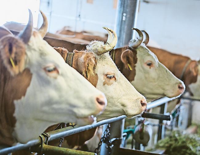 Virus. Oberwalliser Viehzüchter sind gefordert. Der Kantonstierarzt verlangt konsequente Tierverkehrsmeldungen.Symbolbild WB