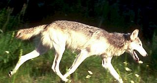 Wolfspaar in Mittelb&uuml;nden sei aus Italien eingewandert. (Themenbild)