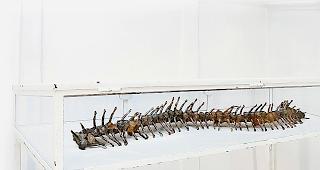 F&uuml;r &laquo;Das R&uuml;ckgrat&raquo; erhielt Andr&eacute; Quirinus Zurbriggen an der &laquo;Malamegi Lab 12&raquo; in Mailand den ersten Preis...