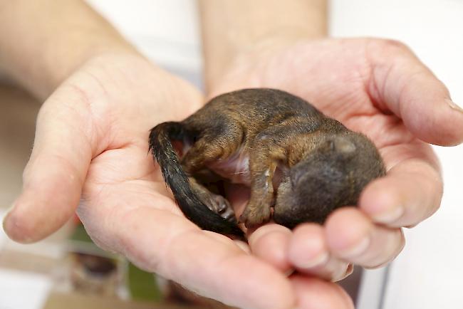 Tierheimleiterin Birgit Furrer ist sich sicher: «Nach einem schweren Start ins Leben ist das Eichhörnchen jetzt über den Berg.» 