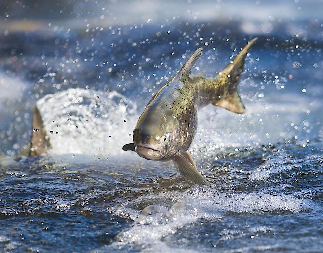 In Kanada versperrt ein Wasserfall Millionen von Lachsen den Weg zu ihren Laichgründen. Kanadas Regierung und die Provinz British Columbia wollen den Fischen helfen.