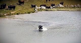 Anstatt den Weiher trockenen Fusses entlang des Ufers zu umrunden, st&uuml;rzt sich die Eringerkuh ins k&uuml;hle Nass.