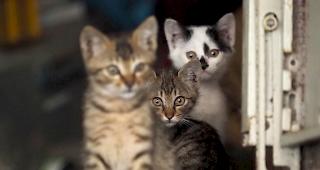 Ob die drei in Chamoson aufgefunden Tiere &uuml;berleben werden, ist derzeit noch unklar.