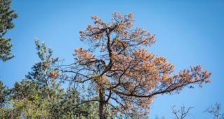 Zu heiss. Die hohen Temperaturen machen den F&ouml;hren im Wallis zunehmend zu schaffen.