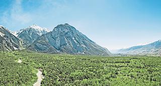 Globale Erw&auml;rmung. Seit den 1990er-Jahren ist im Pfynwald die mittlere Temperatur um zwei Grad angestiegen. Steigt diese weiter an, k&ouml;nnte die F&ouml;hre verschwinden. Fotos wb/alain amherd