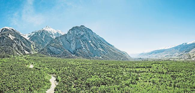 Globale Erwärmung. Seit den 1990er-Jahren ist im Pfynwald die mittlere Temperatur um zwei Grad angestiegen. Steigt diese weiter an, könnte die Föhre verschwinden. Fotos wb/alain amherd