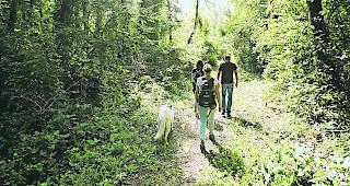 Im Schutzgebiet Pfynwald m&uuml;ssen Hunde an der Leine gef&uuml;hrt werden.